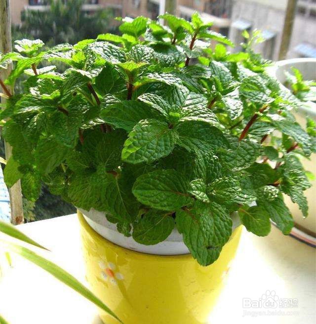 哪些植物在家里好养活又实用