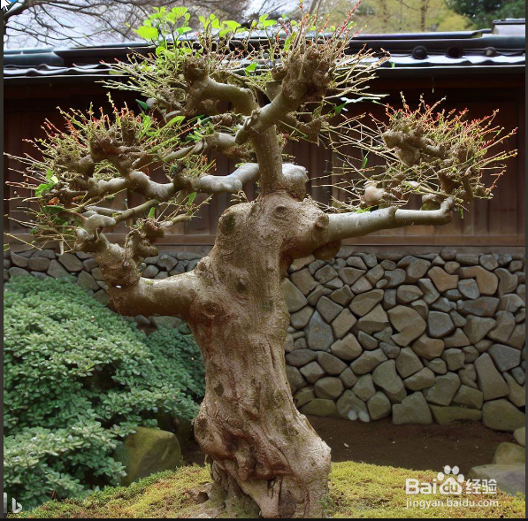 枸杞修剪时间与方法