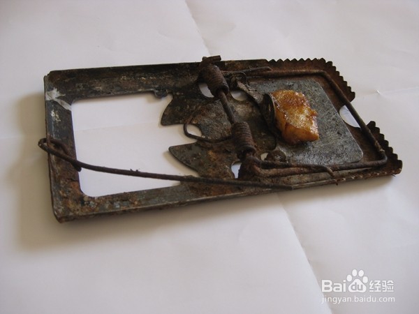 用老鼠夹灭鼠效果蛮好