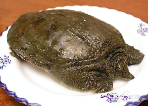常吃甲鱼的好处和禁忌