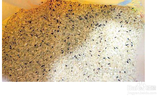 米放久了长虫怎么办