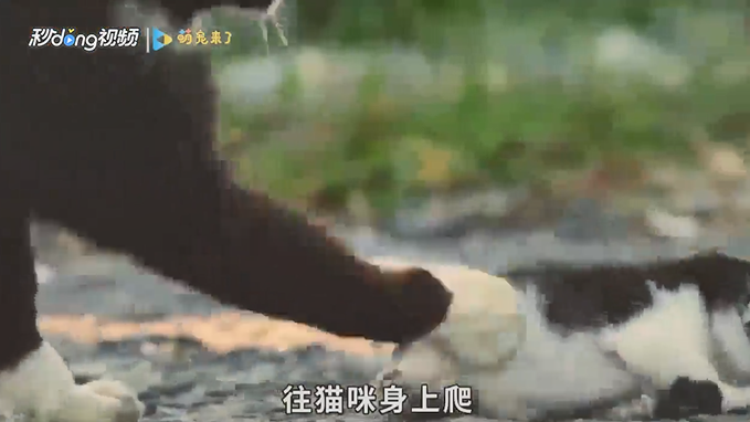 猫咪怎么驱虫？