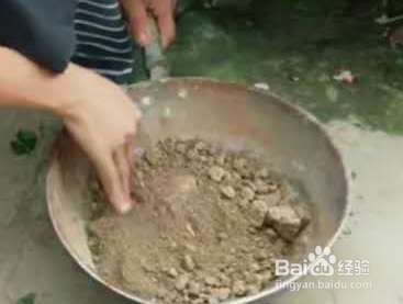 室外铜钱草怎么过冬