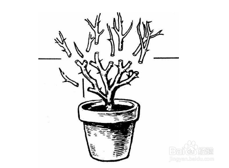 月季夏季怎样不休眠