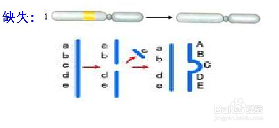 染色体结构变异类型