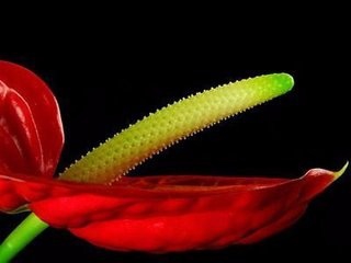 怎样使火鹤花叶美花艳?