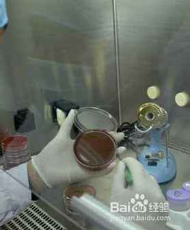 细菌和真菌培养的一般方法