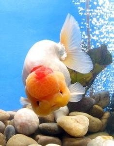 兰寿金鱼怎样挑选