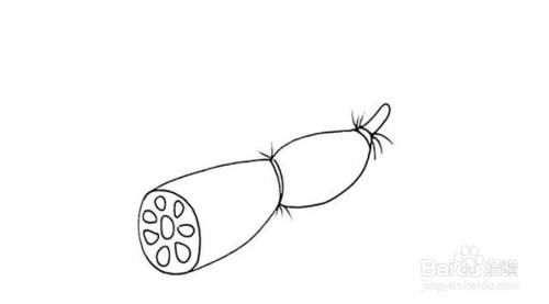 莲藕的儿童卡通简笔画教程