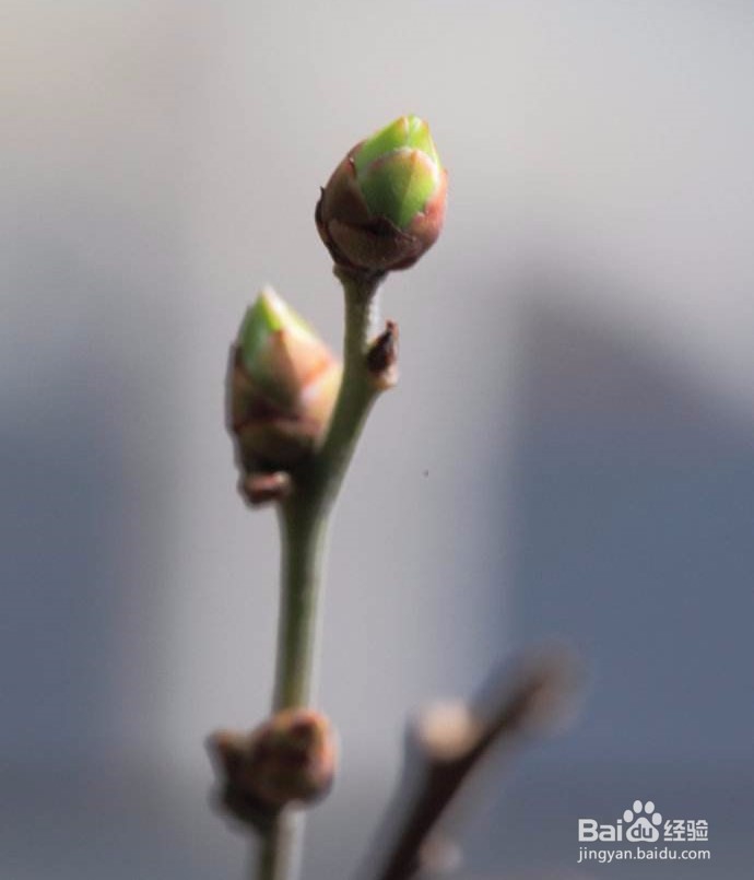 蓝莓开花怎么授粉
