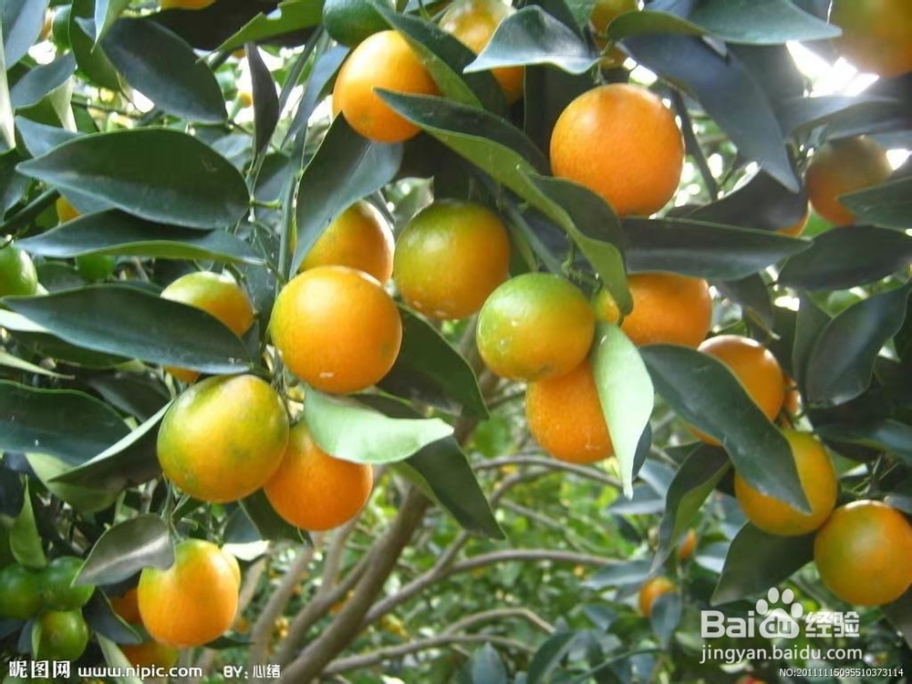 怎么挑选新鲜金桔?