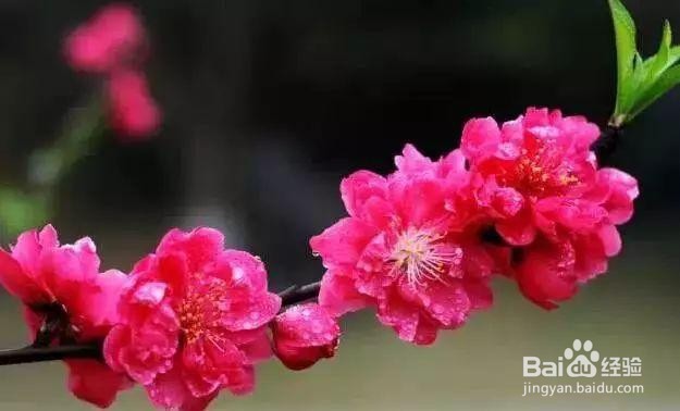 花怎么养在花瓶里