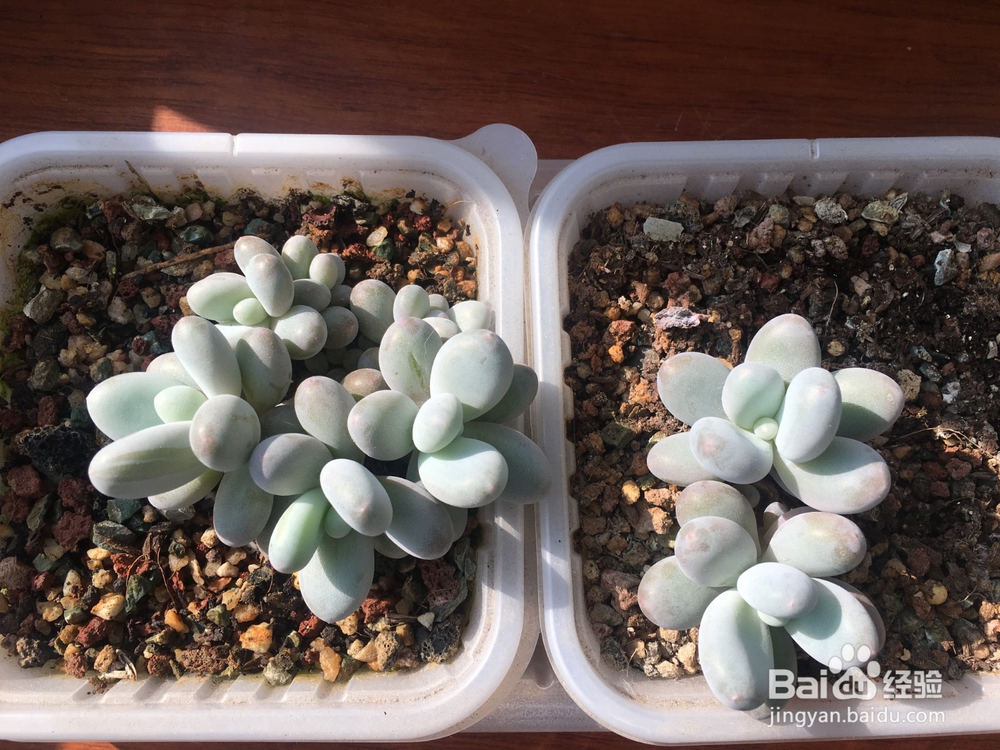 多肉桃美人成长记录