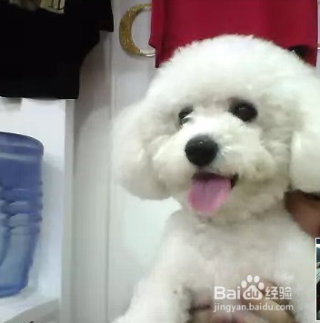 关于养比熊的一些小经验