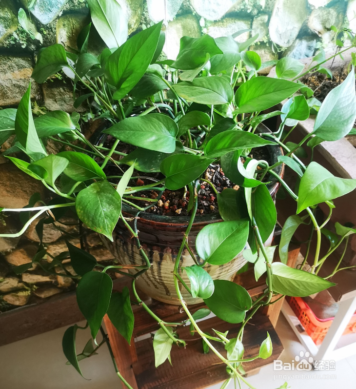 冬天绿萝叶子发黄枯萎怎么补救