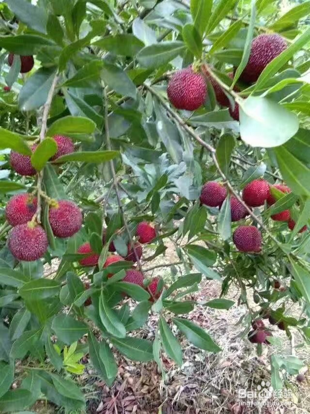 怎样提高自己的免疫力