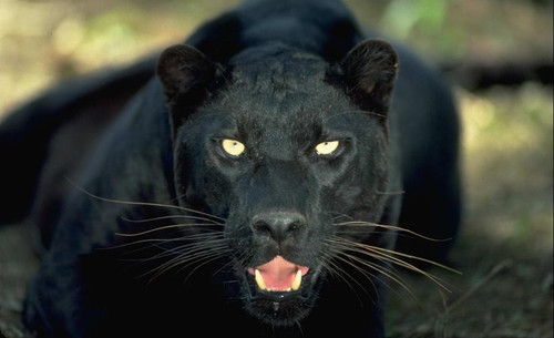 野生动物拍摄技巧全接触