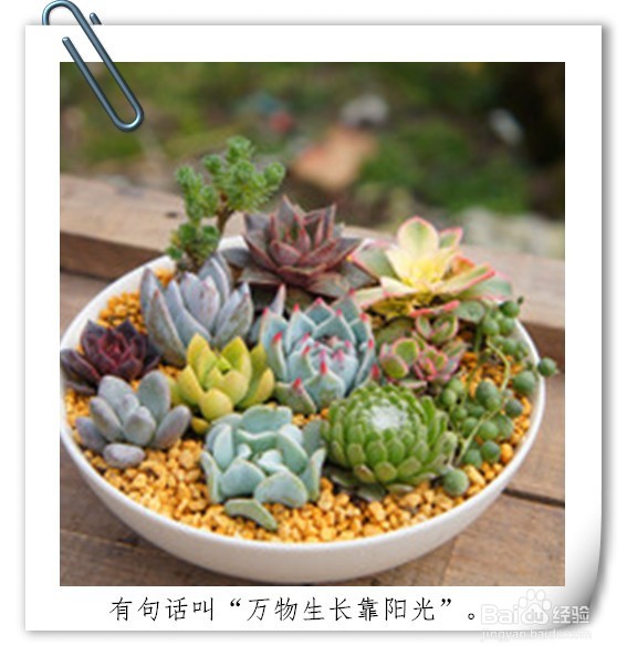 如何养好一盆多肉植物(新手入门)