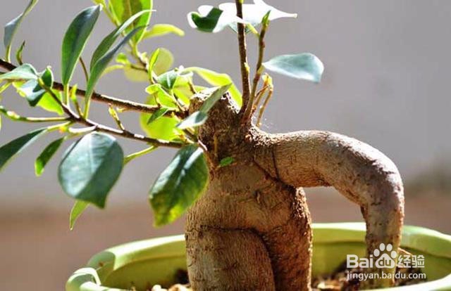 人参榕怎么修剪