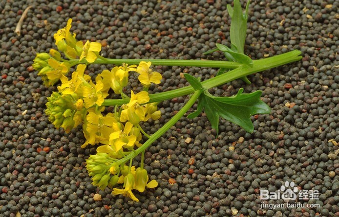 油菜籽储存壁蚤的防治,油菜籽水分的快速检测