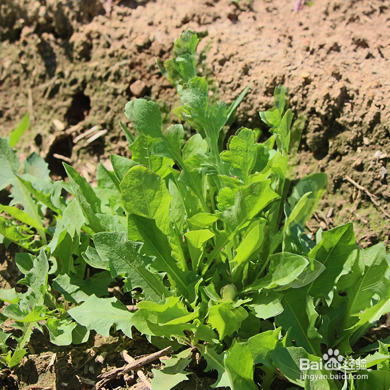 万万没想到这些野菜还是癌症的克星
