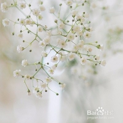 如何种植满天星