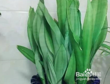 家里养这几种花，甲醛全跑光