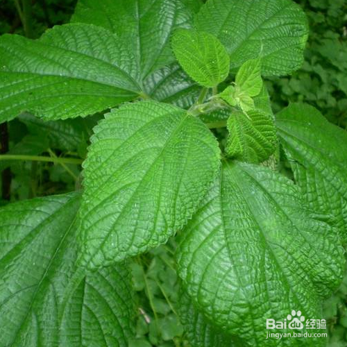 苎麻的养殖方法和注意事项