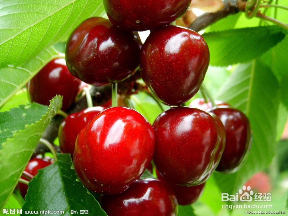 樱桃的食疗六大功能