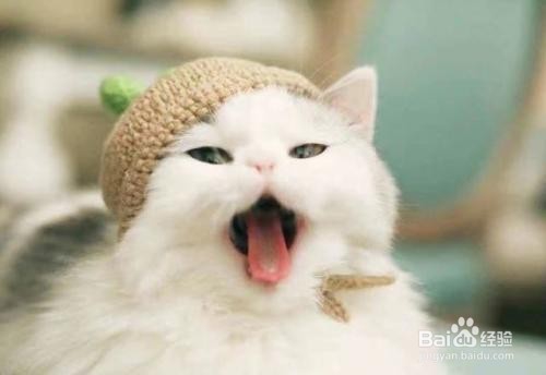 猫猫乱跑怎么办