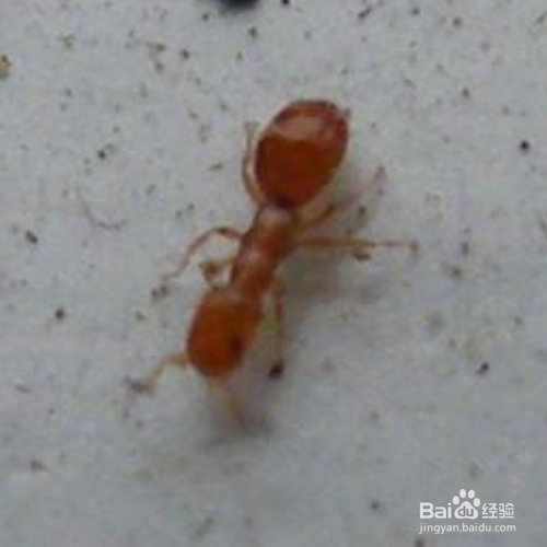 家里有红蚂蚁怎么消灭