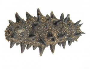 干海参的挑选方法及技巧