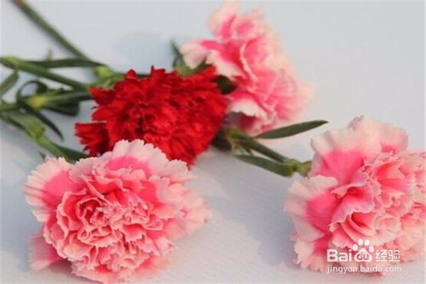 康乃馨怎么养