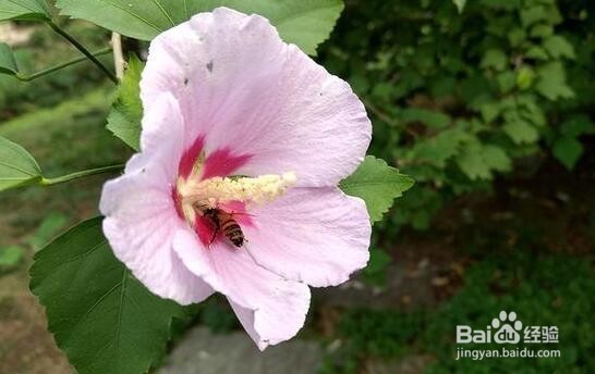 更接地气的模块化手机 Moto Z Play评测