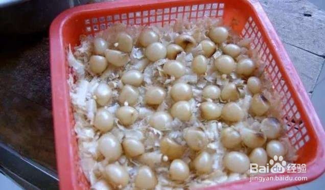 年后君子兰结果子,1个小技巧变成君子兰大户!