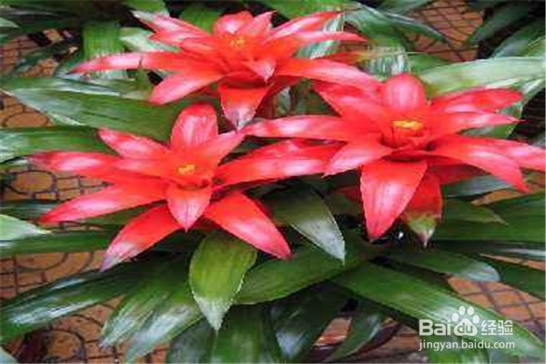 鸿运当头的养殖方法和注意事项都有哪些?