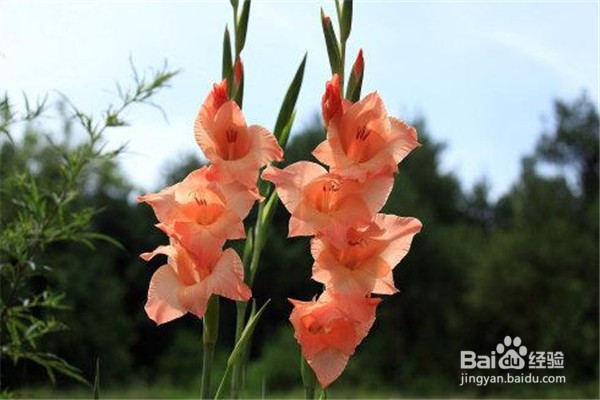 剑兰的养殖方法和注意事项有什么？