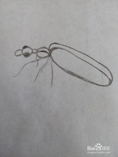 甲虫的另一种画法