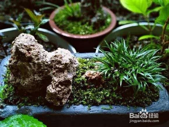 3种花“品味高”,养在家里,档次高,有格调!