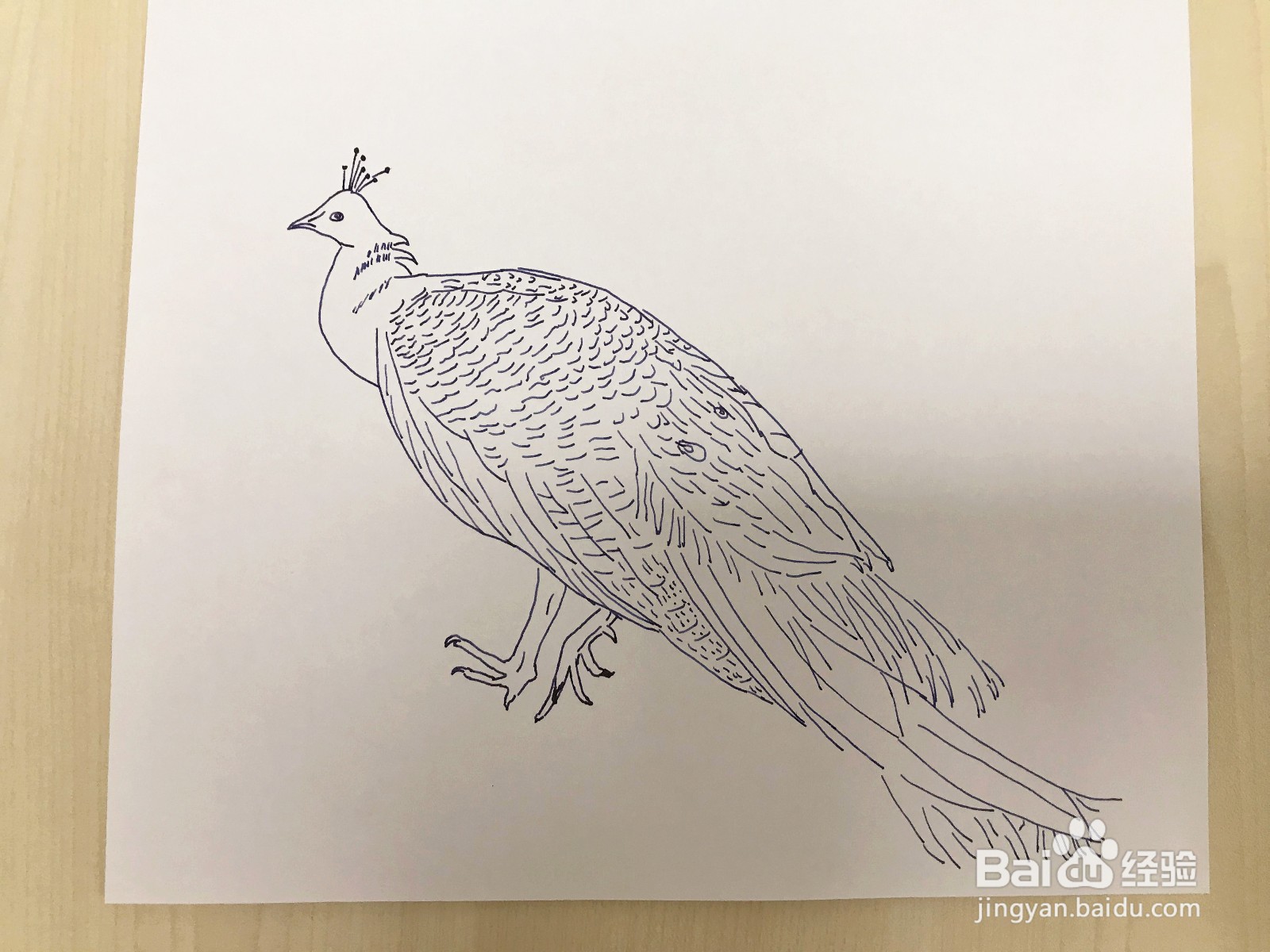 画一只孔雀鸟