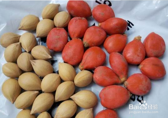 铁树籽怎么种植