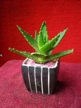 适合在屋内放置的十种植物