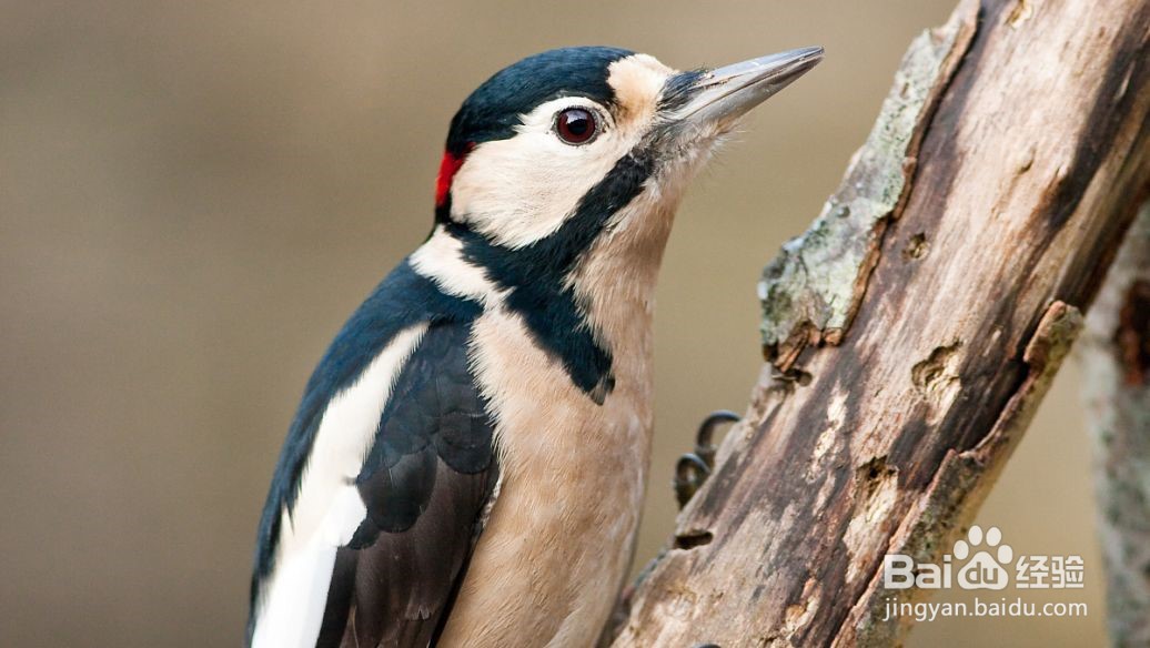 啄木鸟怎么捉虫子