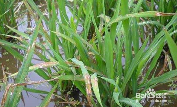 水稻立枯病的症状原因及防治方法