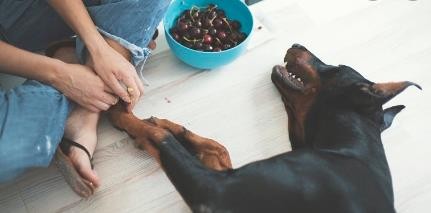 狗狗能吃樱桃不