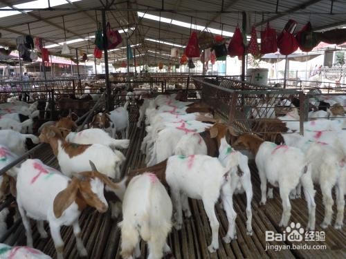 活性生长激素对动物生长的作用