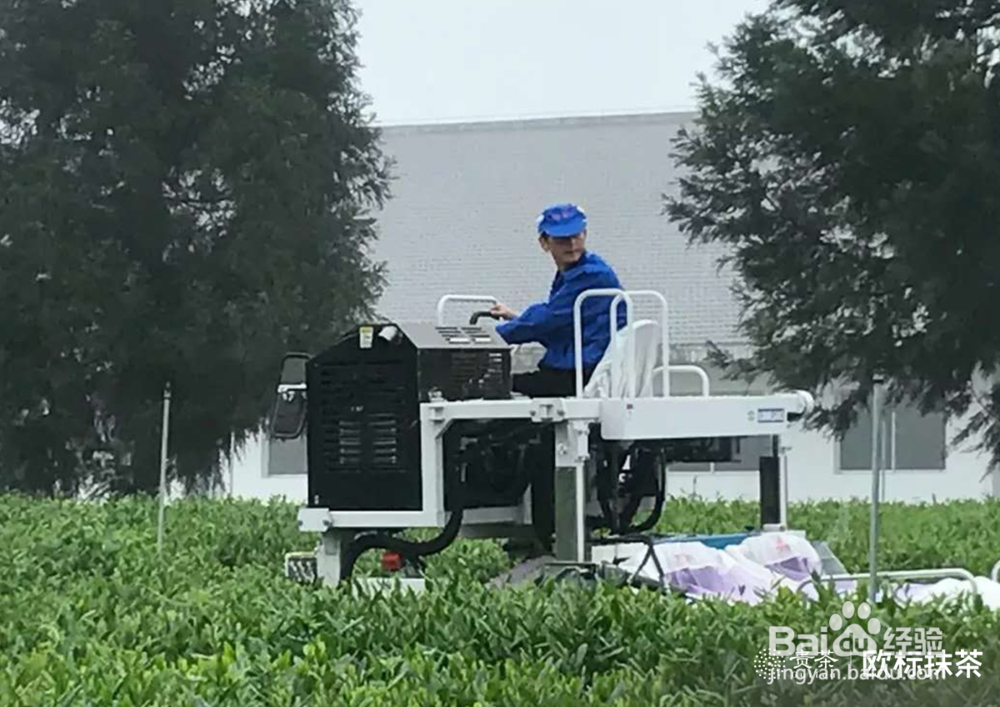 抹茶茶园管理一般茶园管理有何不同