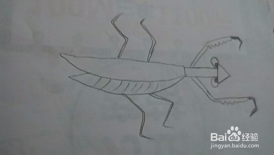 多妈简笔画一只螳螂