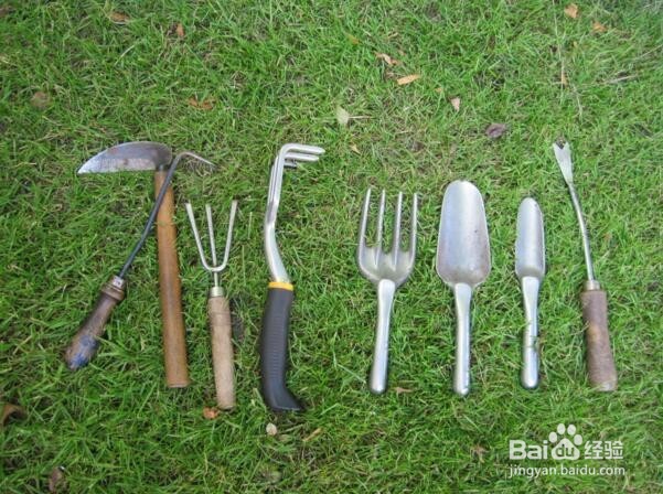 虞美人种植方法