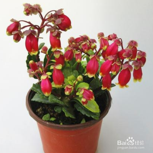 宫灯长寿的培育方法和注意事项